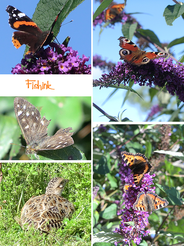 Fishinkblog 9542 Fishink in Ireland 8