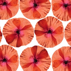 poppy-1-allover