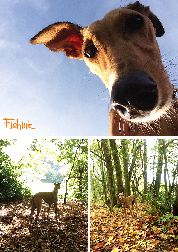 fishinkblog-10269-autumn-4