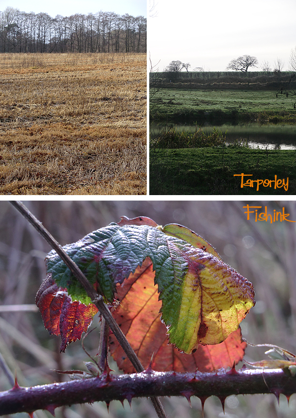 fishinkblog-10334-christmas-2016